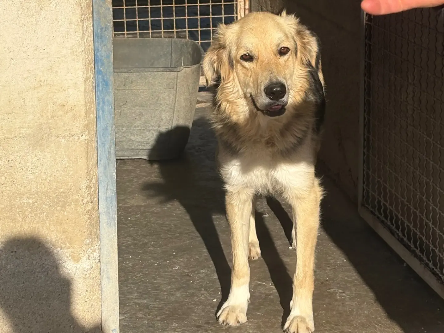 Adotta un cane, maschio, 2 anni e 9 mesi, Caserta
