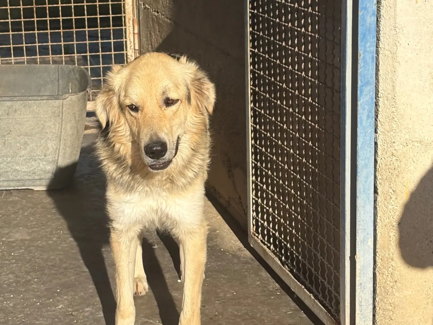 Adozione cane, maschio, Razza sconosciuta Razza sconosciuta, 2 anni e 9 mesi, taglia gigante, Caserta