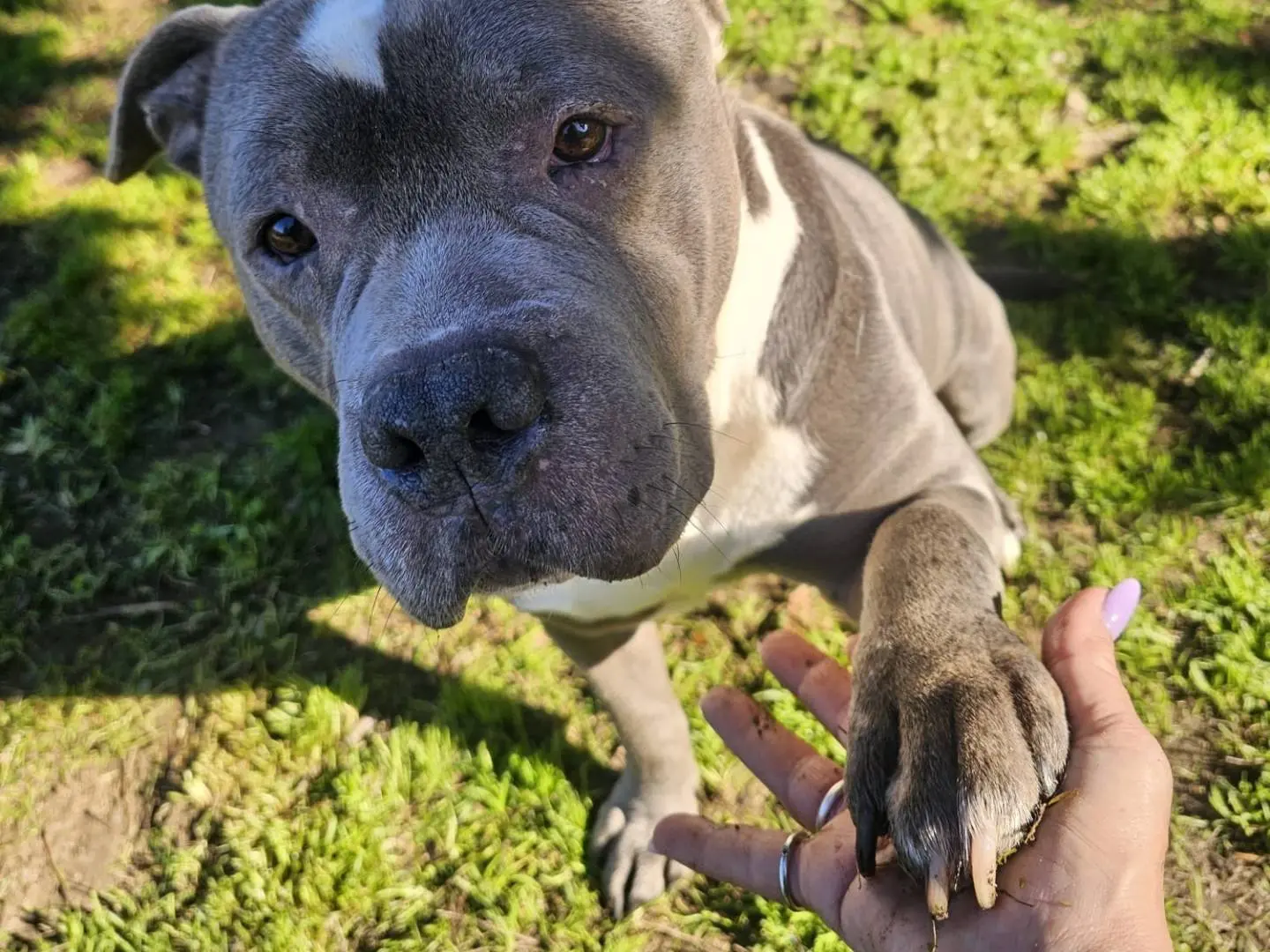 Adotta un cane, maschio, 4 anni e 5 mesi, Roma