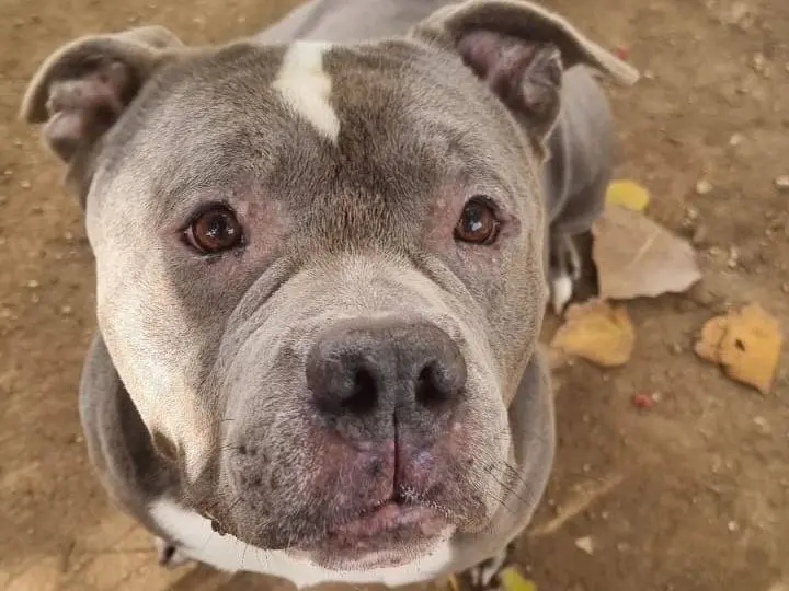 Adozione cane, maschio, Pitbull Razza sconosciuta, 4 anni e 5 mesi, taglia grande, Roma
