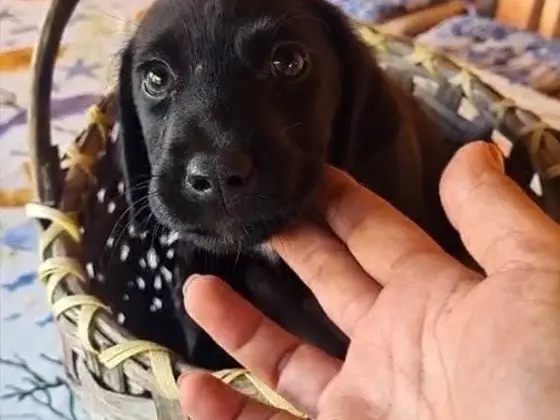 Foto 2 dell'animale