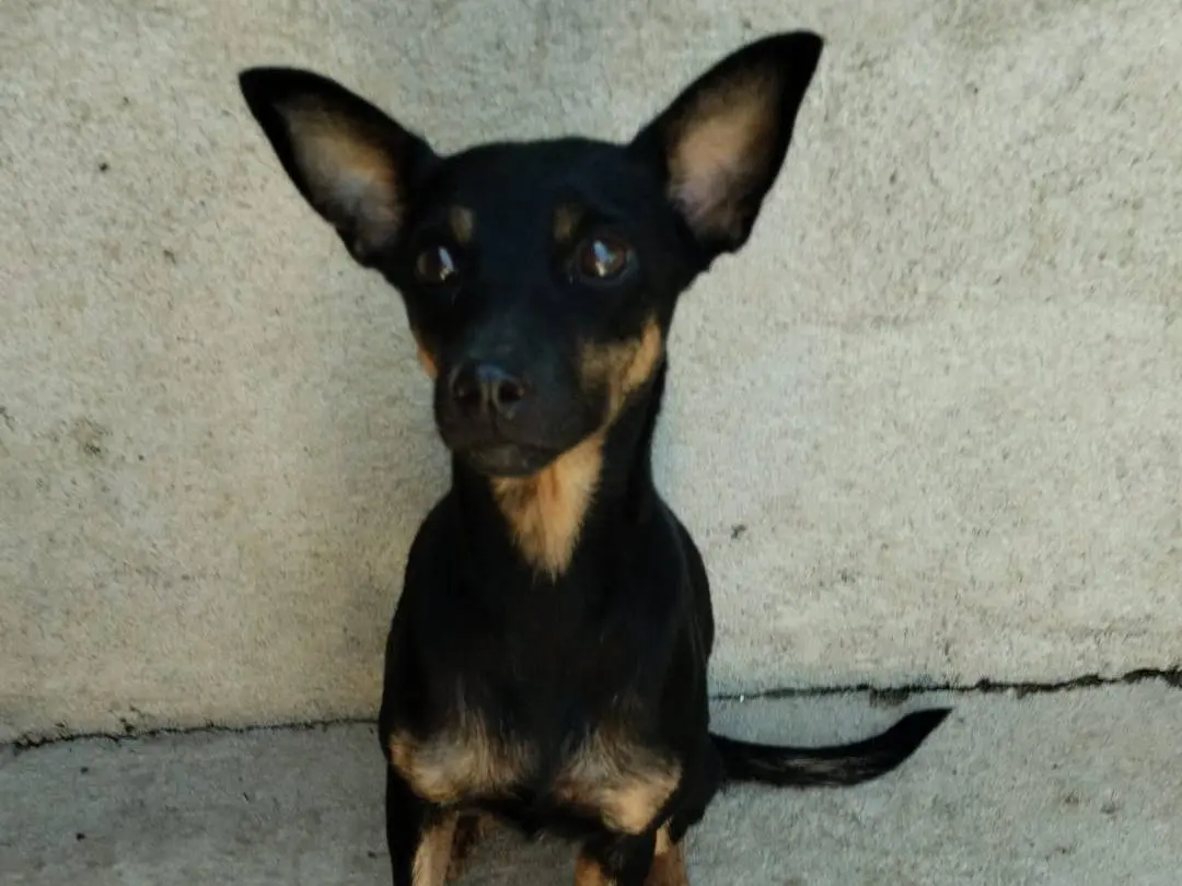 Adotta un cane, taglia piccola, femmina, Vibo