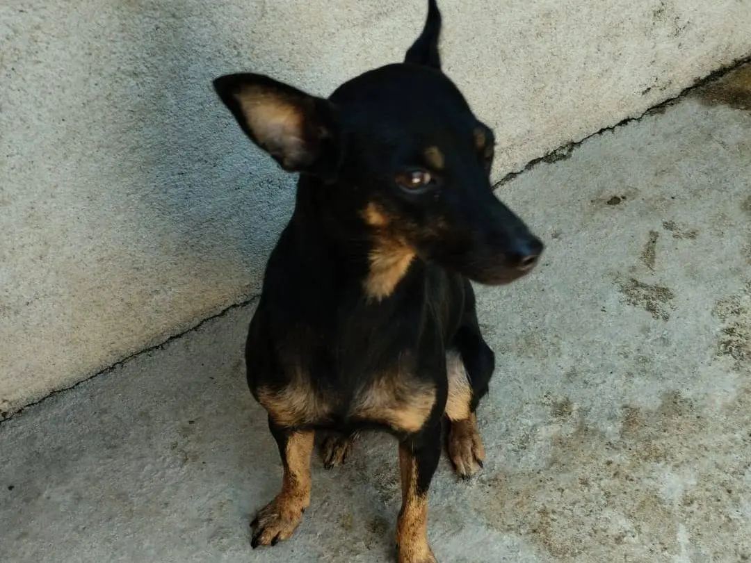 Adotta il cane PIPPA a Vibo