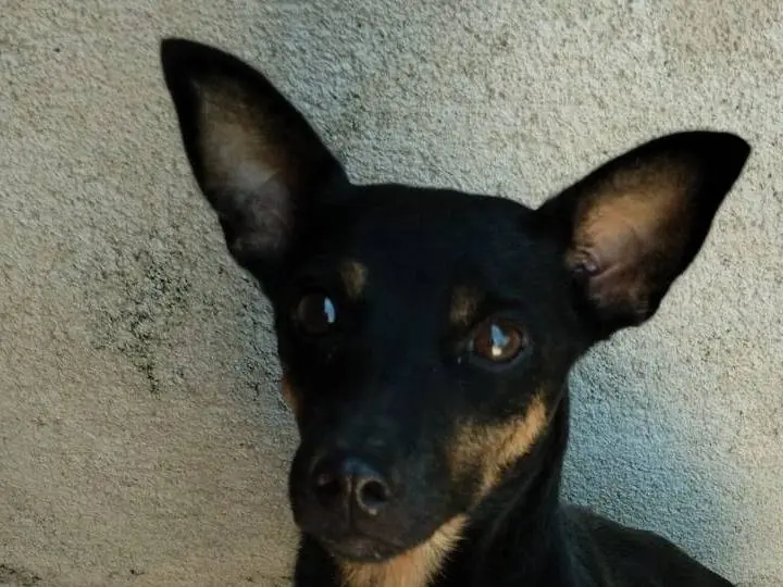 Adotta un cane, femmina, 5 anni, Vibo
