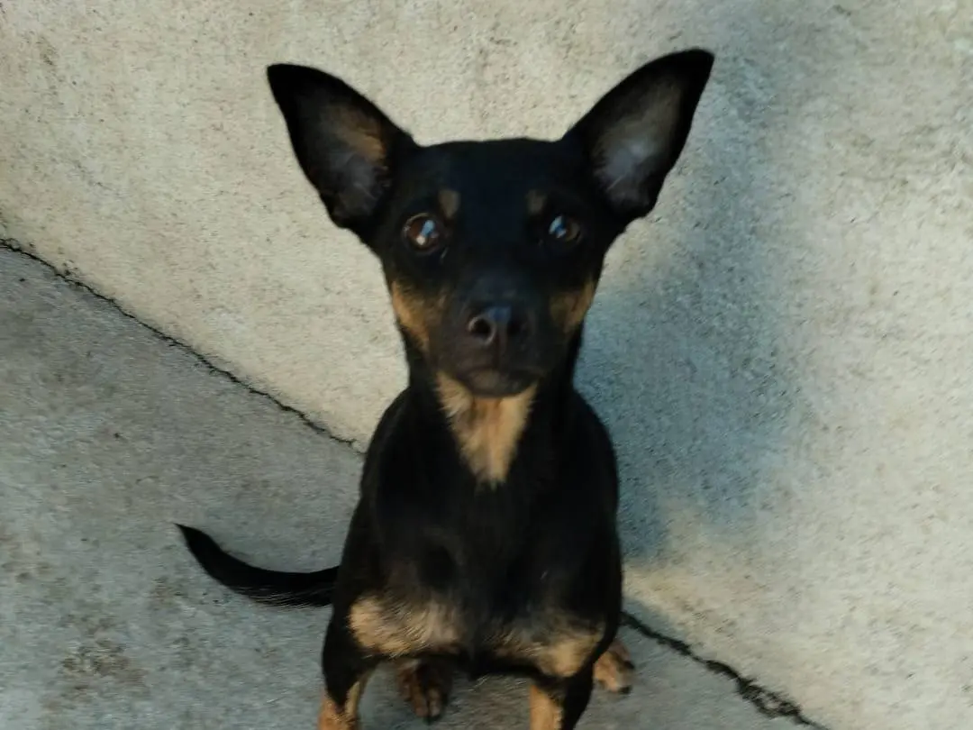 Vuoi adottare un cane a Vibo?