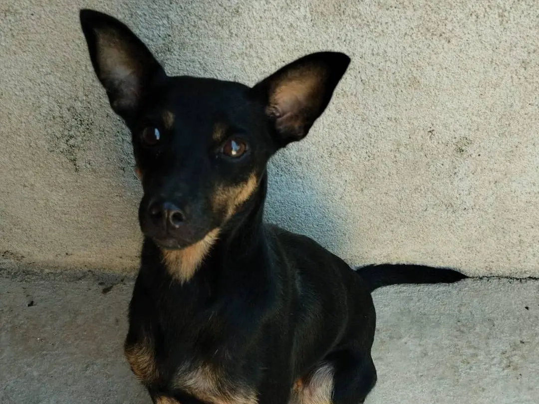 Adozione cane, femmina, Pinscher Razza sconosciuta, 5 anni, taglia piccola, Vibo