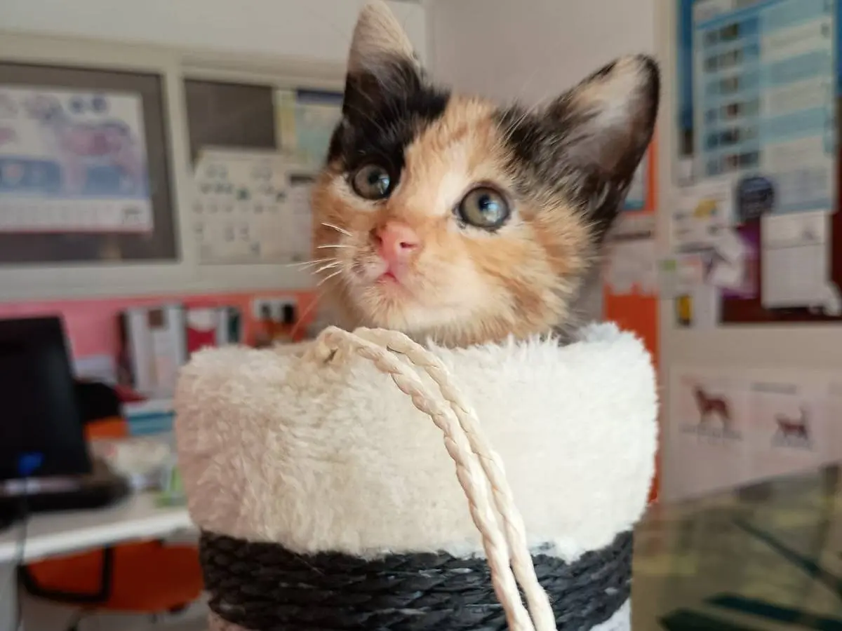 Adotta un gatto, femmina, 2 mesi, Caserta