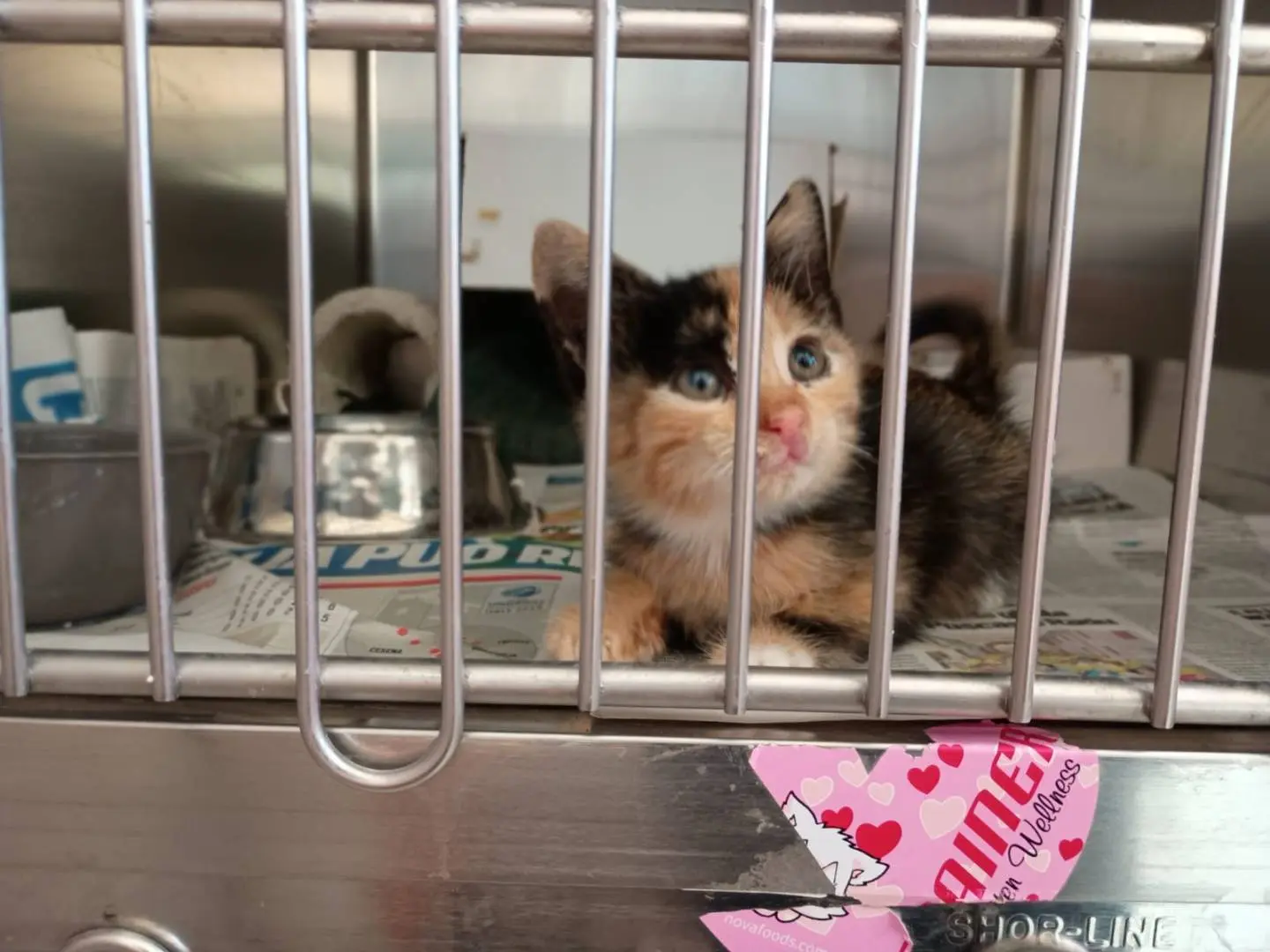 Adotta un gatto, taglia non valida, femmina, Caserta