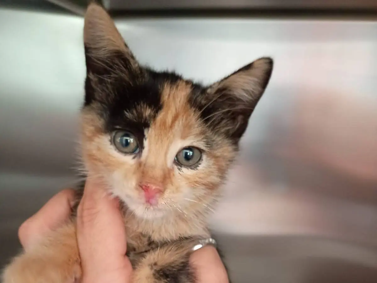 Adozione gatto, femmina, Razza sconosciuta Razza sconosciuta, 2 mesi, taglia non valida, Caserta
