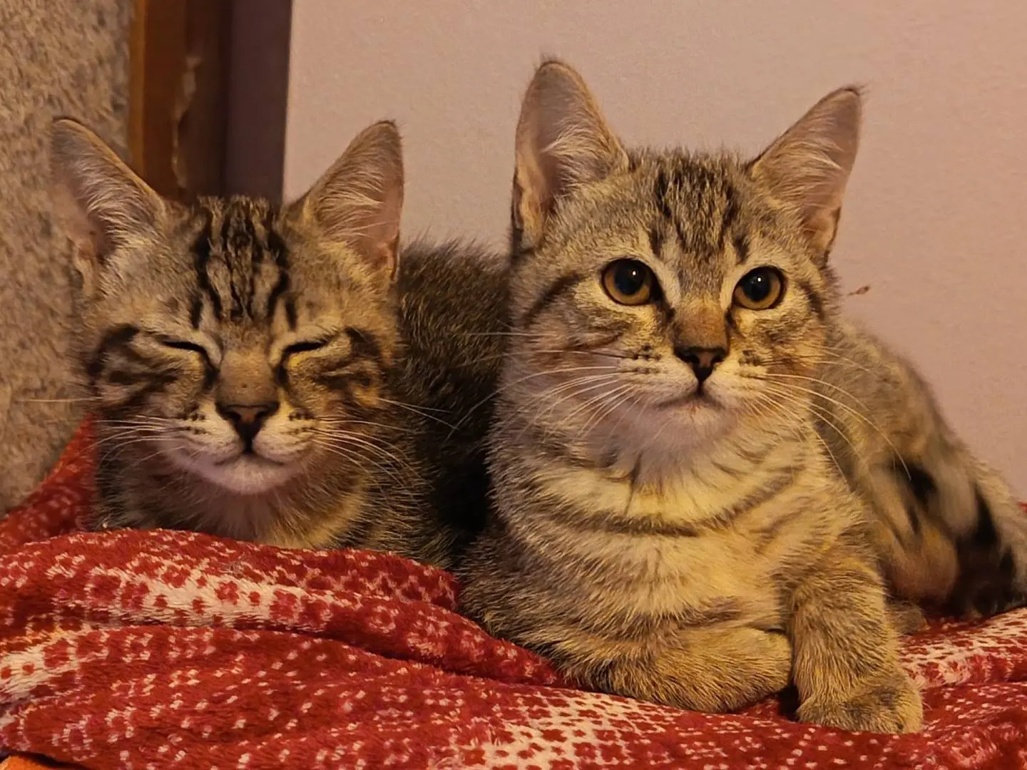 Adotta un gatto, taglia non valida, maschio, Milano