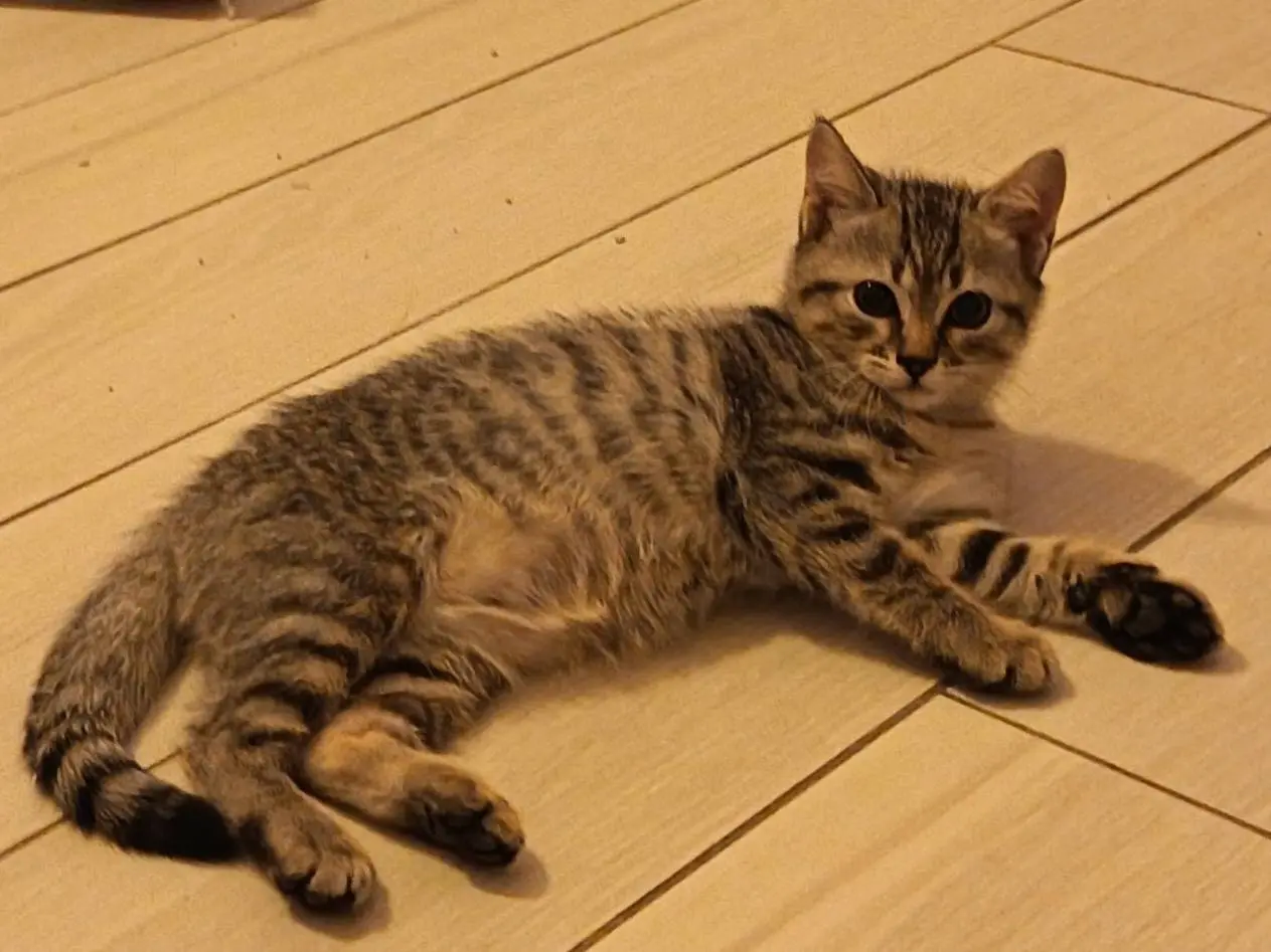 Adotta il gatto Oméro a Milano