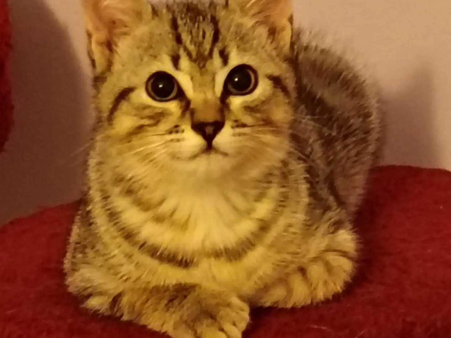 Adozione gatto, maschio, Razza sconosciuta Razza sconosciuta, 2 mesi, taglia non valida, Milano