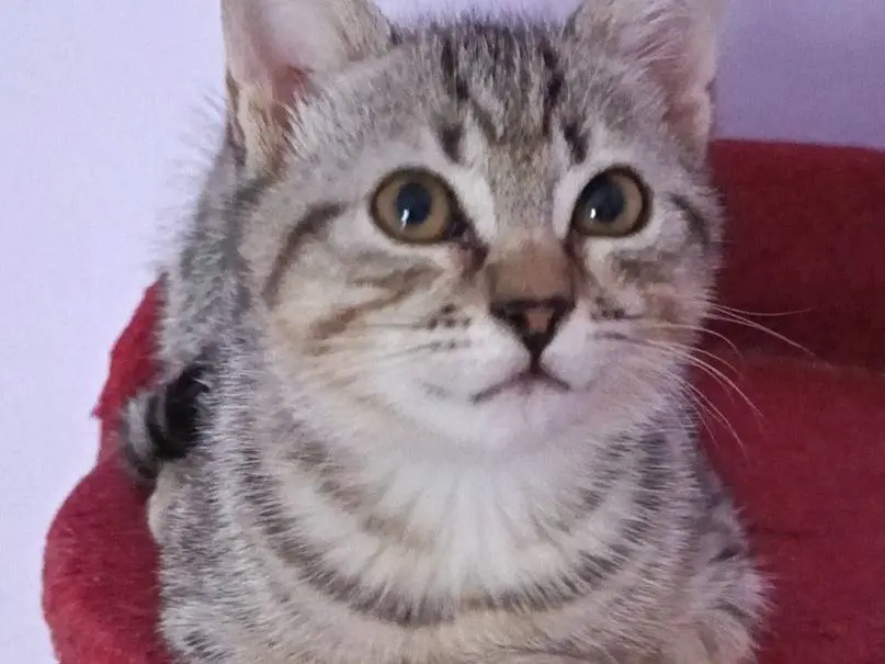 Adotta un gatto, maschio, 2 mesi, Milano