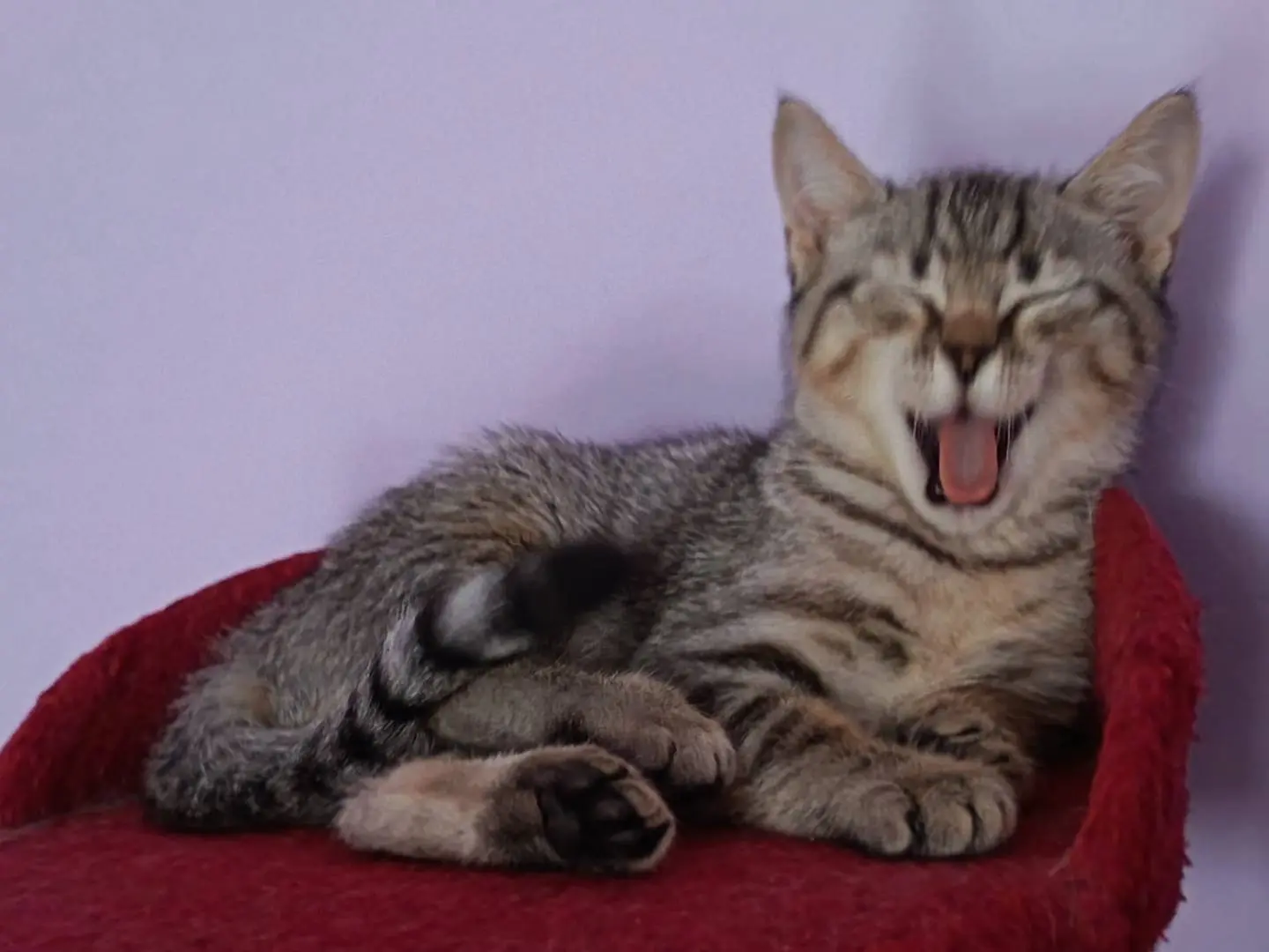 Vuoi adottare un gatto a Milano?