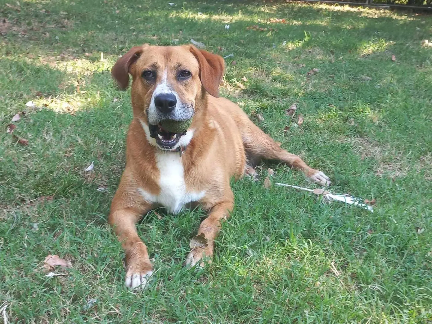 Adotta un cane, taglia media, femmina, Bologna
