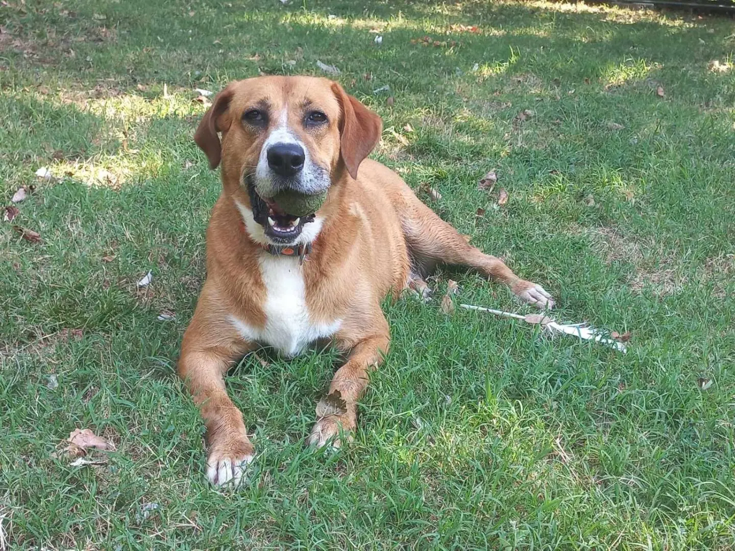 Adozione cane, femmina, Razza sconosciuta Razza sconosciuta, 5 anni e 6 mesi, taglia media, Bologna