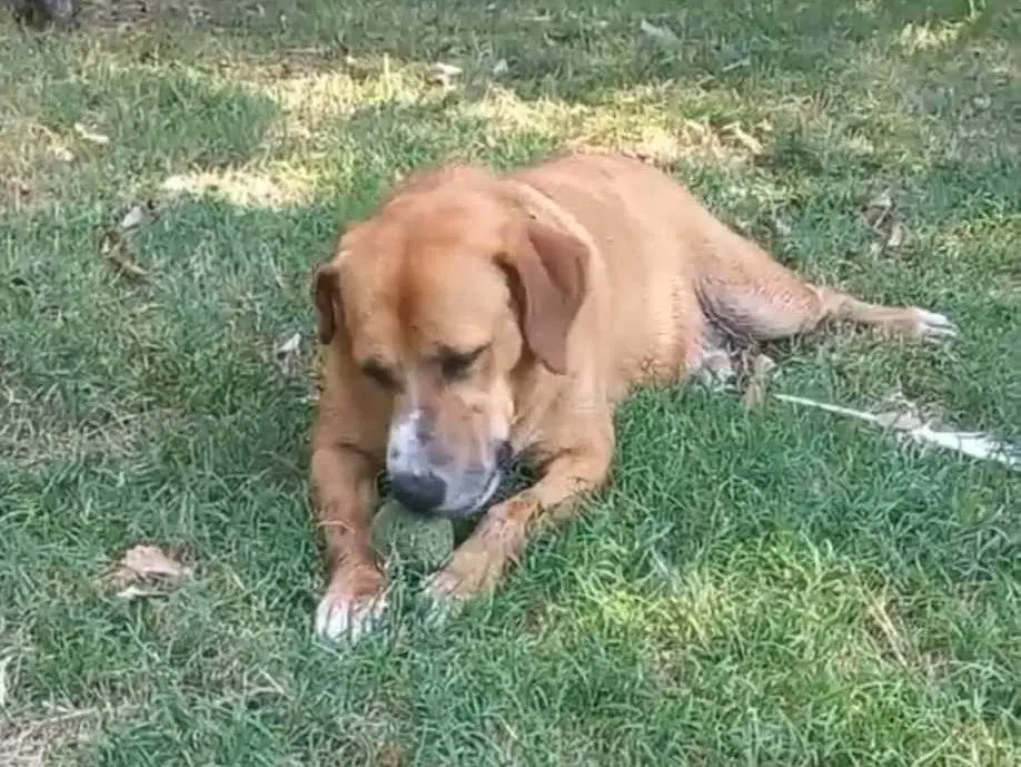 Adotta un cane, femmina, 5 anni e 6 mesi, Bologna