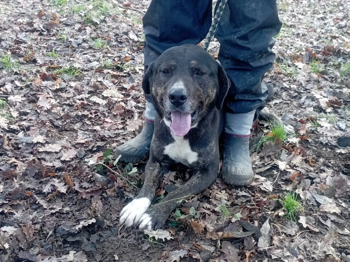 Adozione cane, maschio, Segugio Razza sconosciuta, 4 anni e 7 mesi, taglia grande, Vibo