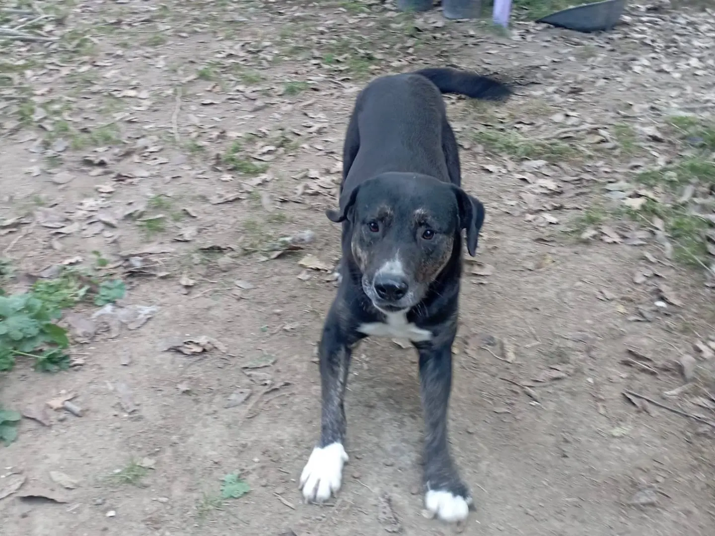 Adotta un cane, maschio, 4 anni e 7 mesi, Vibo