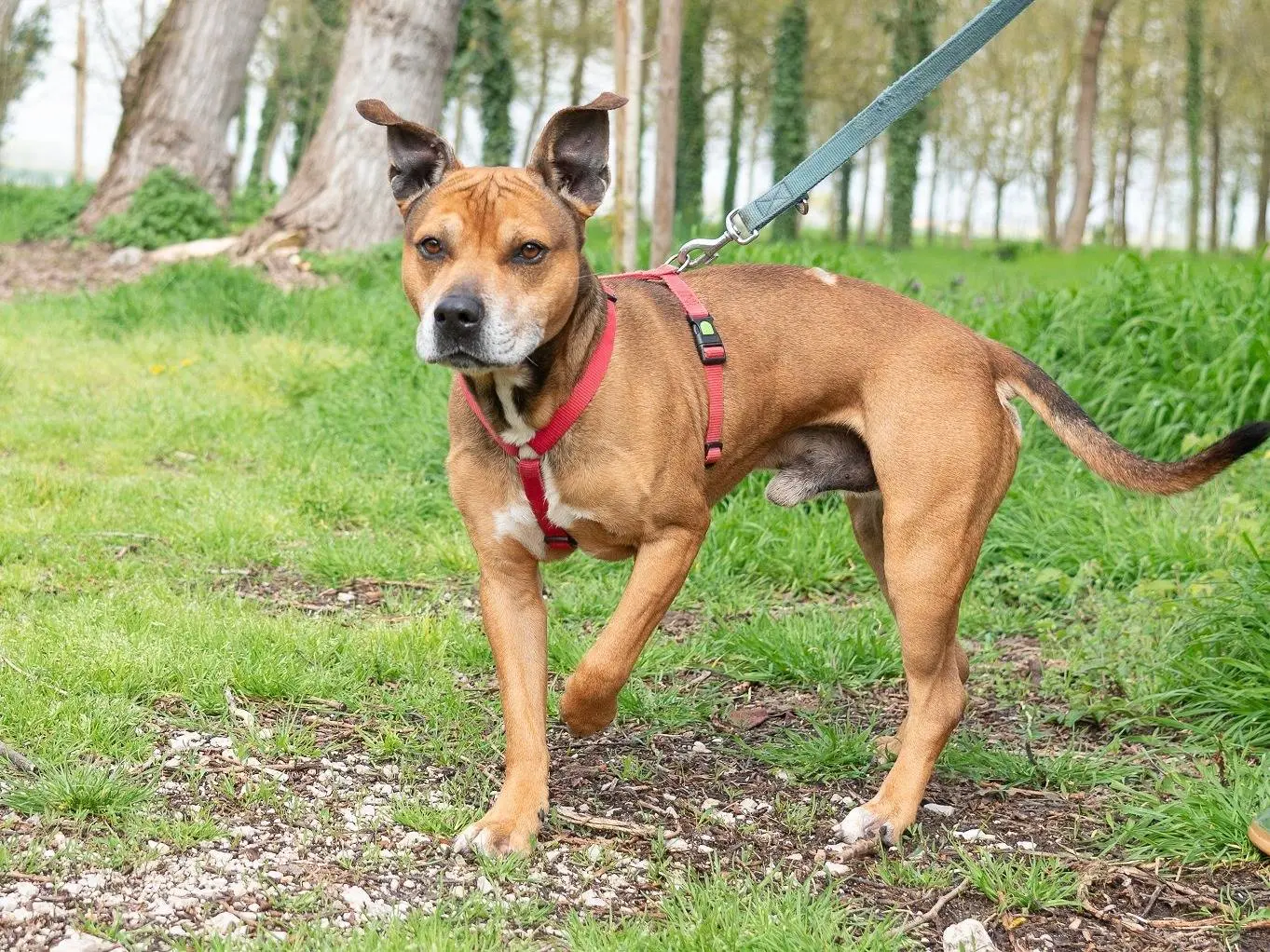 Adotta un cane, maschio, 10 anni e 6 mesi, Ferrara