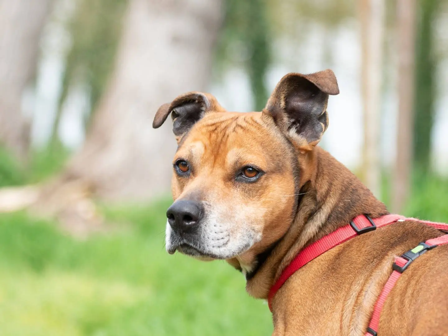 Adozione cane, maschio, Razza sconosciuta Razza sconosciuta, 10 anni e 6 mesi, taglia grande, Ferrara