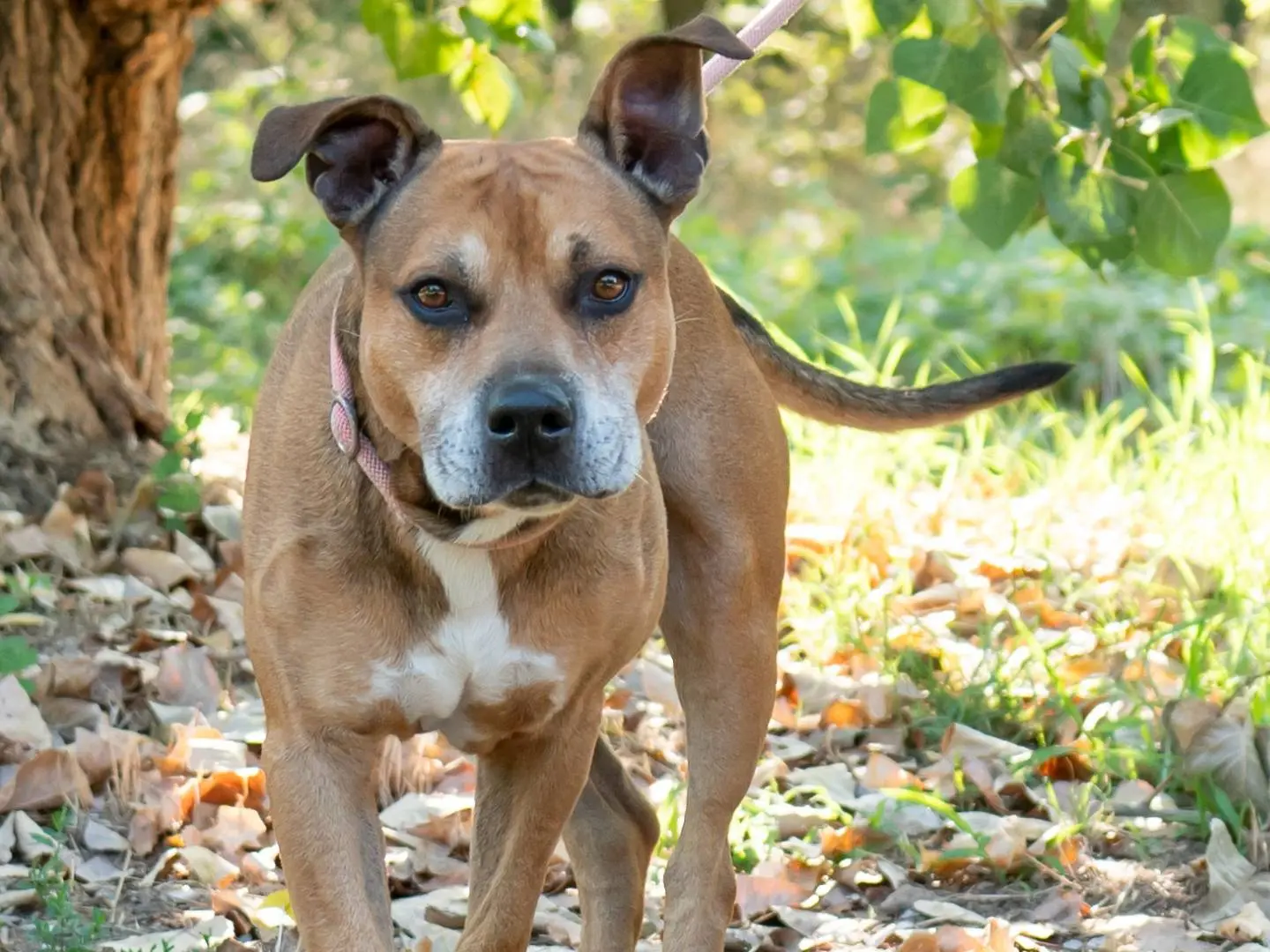 Adotta un cane, taglia grande, maschio, Ferrara