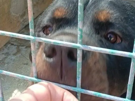 Foto 2 dell'animale