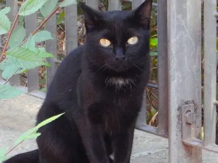 Foto 1 dell'animale