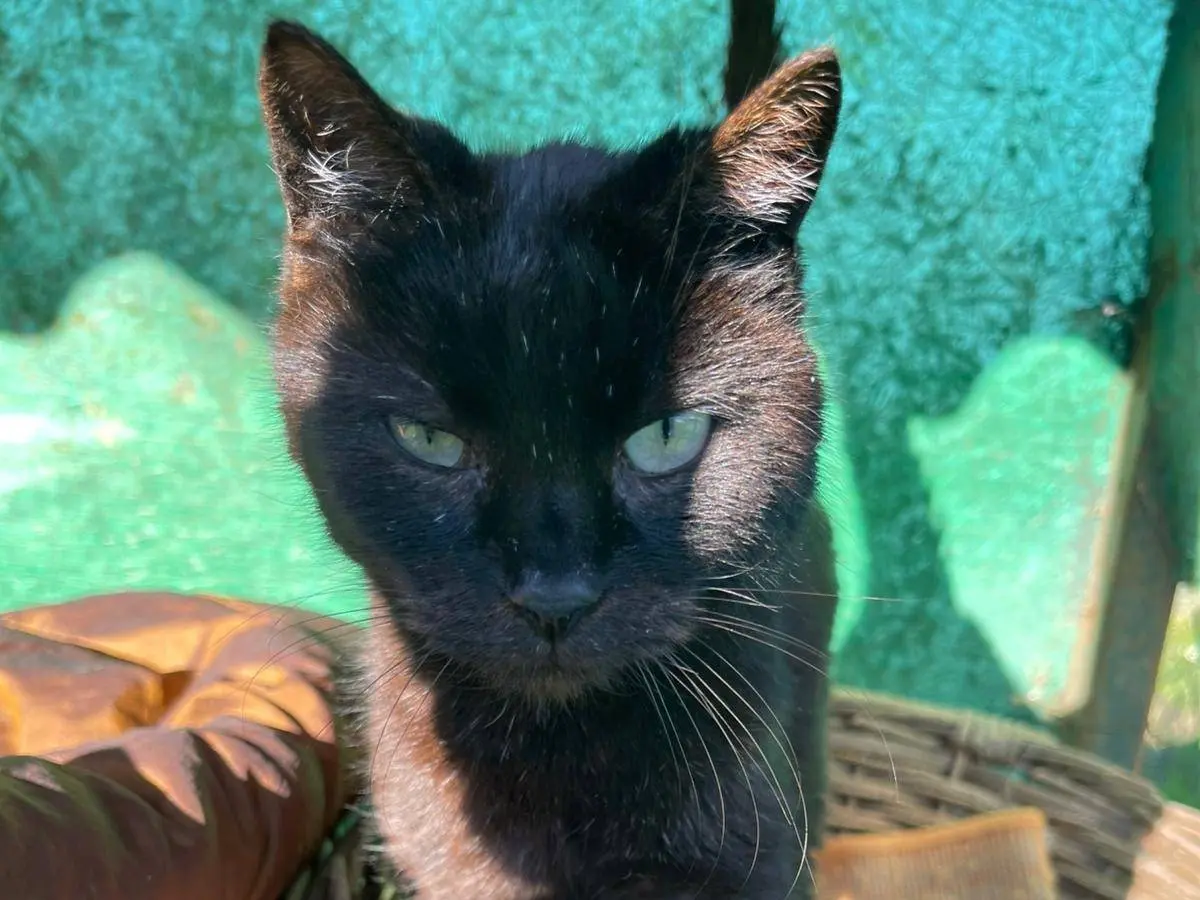 Adotta un gatto, maschio, 5 anni e 6 mesi, Roma