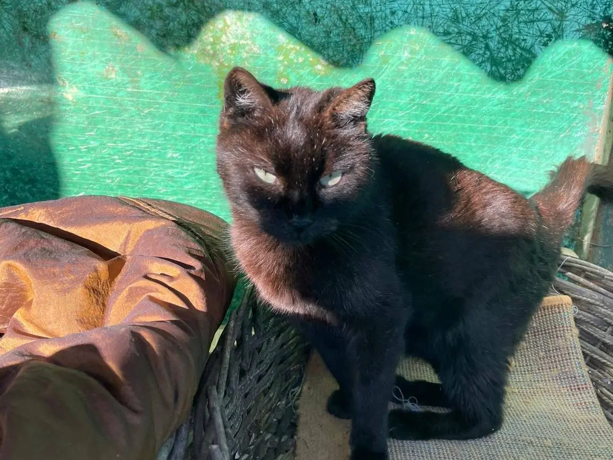Adotta un gatto, taglia non valida, maschio, Roma