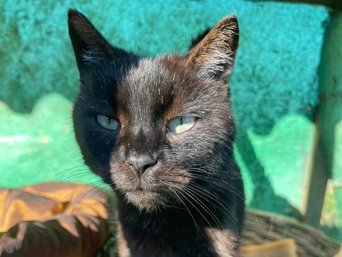 Adozione gatto, maschio, Razza sconosciuta Razza sconosciuta, 5 anni e 6 mesi, taglia non valida, Roma