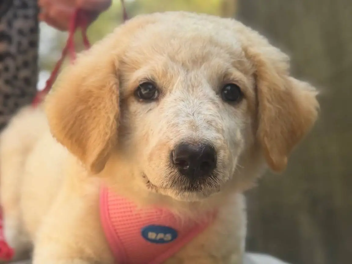 Vuoi adottare un cane a Lecce?