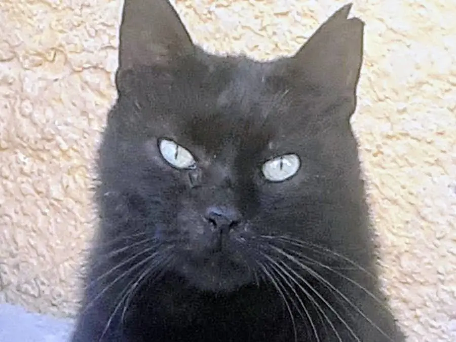 Adotta un gatto, taglia non valida, maschio, Salerno