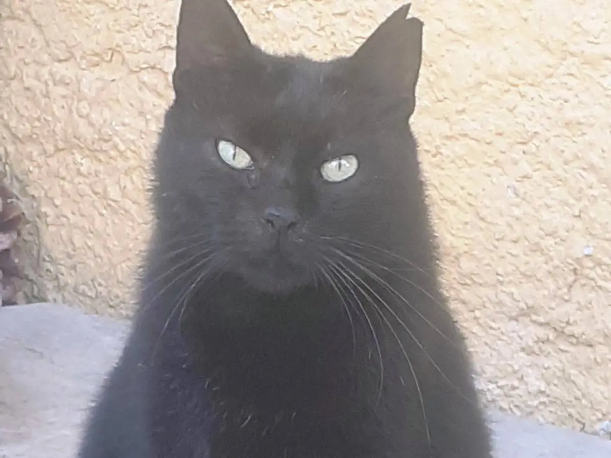 Vuoi adottare un gatto a Salerno?
