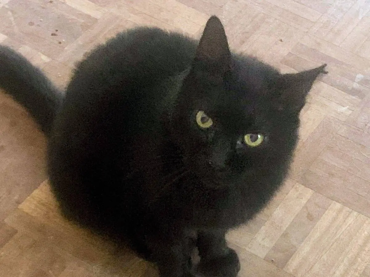 Adotta il gatto Teddy a Salerno