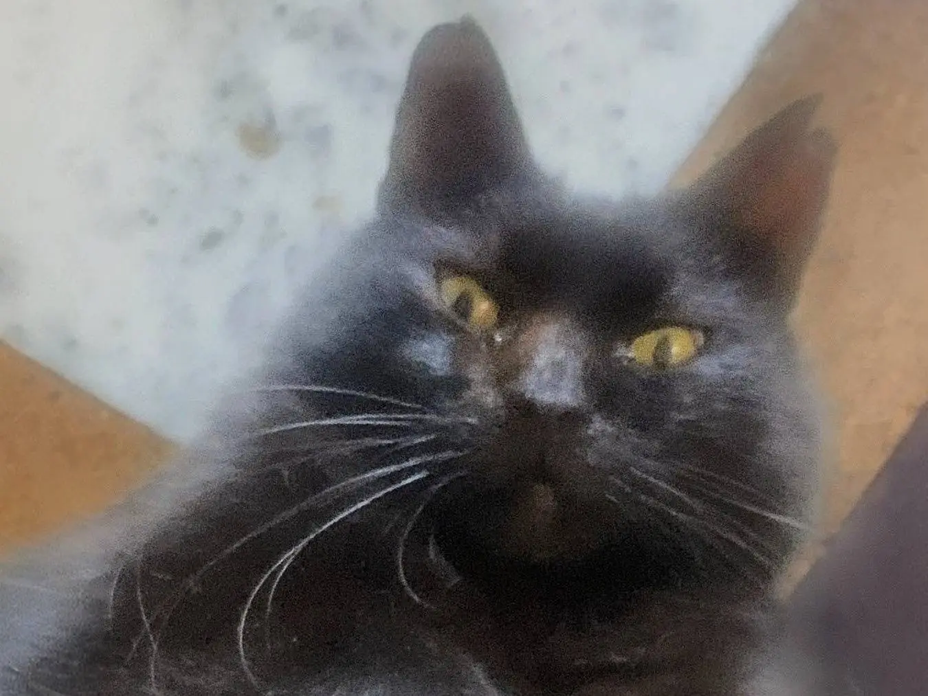 Adotta un gatto, maschio, 2 anni e 10 mesi, Salerno