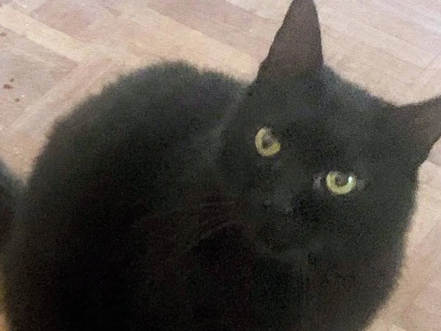 Adozione gatto, maschio, Razza sconosciuta Razza sconosciuta, 2 anni e 10 mesi, taglia non valida, Salerno