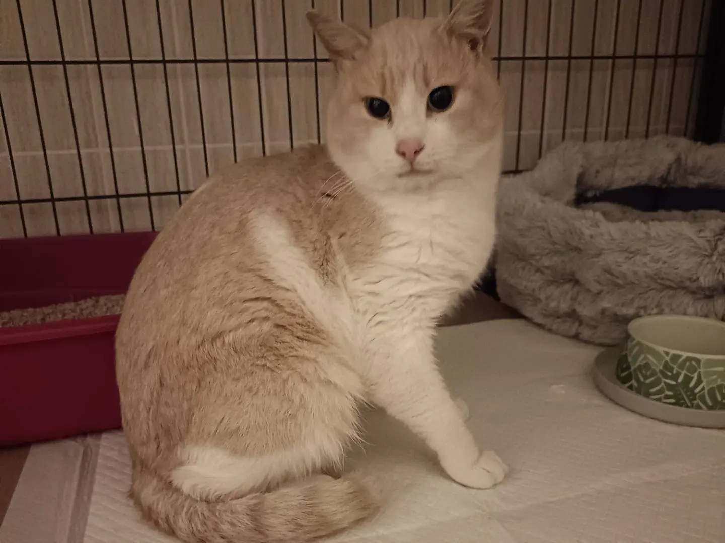 Adozione gatto, maschio, Razza sconosciuta Razza sconosciuta, 1 anno e 6 mesi, taglia non valida, Barletta