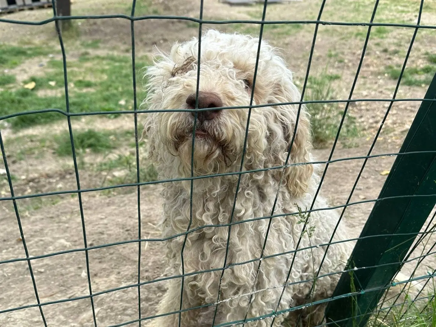 Adotta un cane, maschio, 3 anni e 2 mesi, Avellino