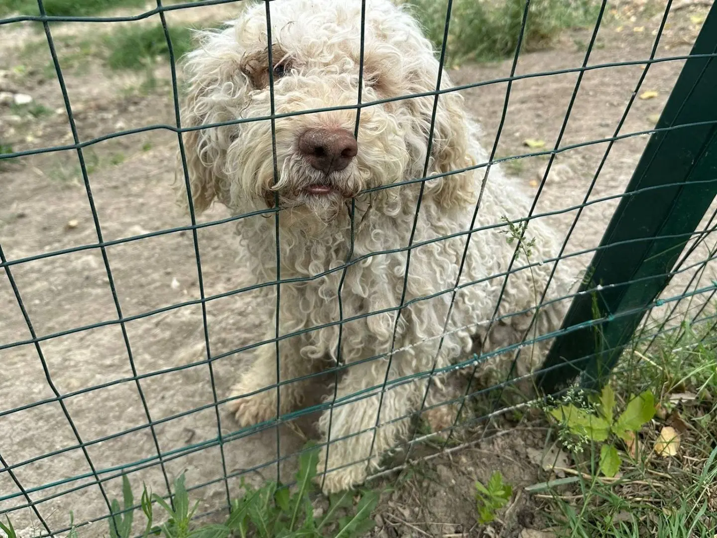 Adozione cane, maschio, Lagotto Razza sconosciuta, 3 anni e 2 mesi, taglia media, Avellino