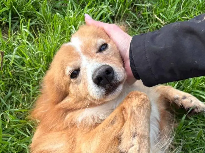 Adotta un cane, taglia media contenuta, maschio, Crotone