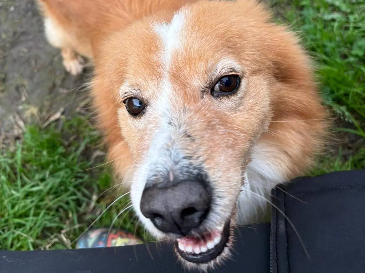 Adozione cane, maschio, Volpino di Pomerania Razza sconosciuta, 6 anni, taglia media contenuta, Crotone