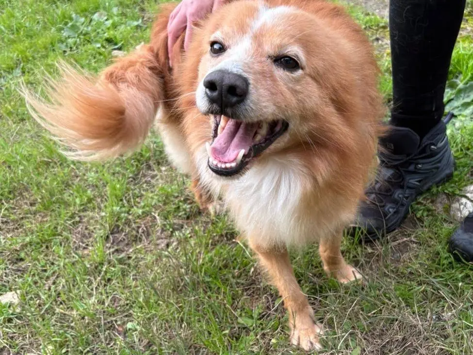 Adotta un cane, maschio, 6 anni, Crotone