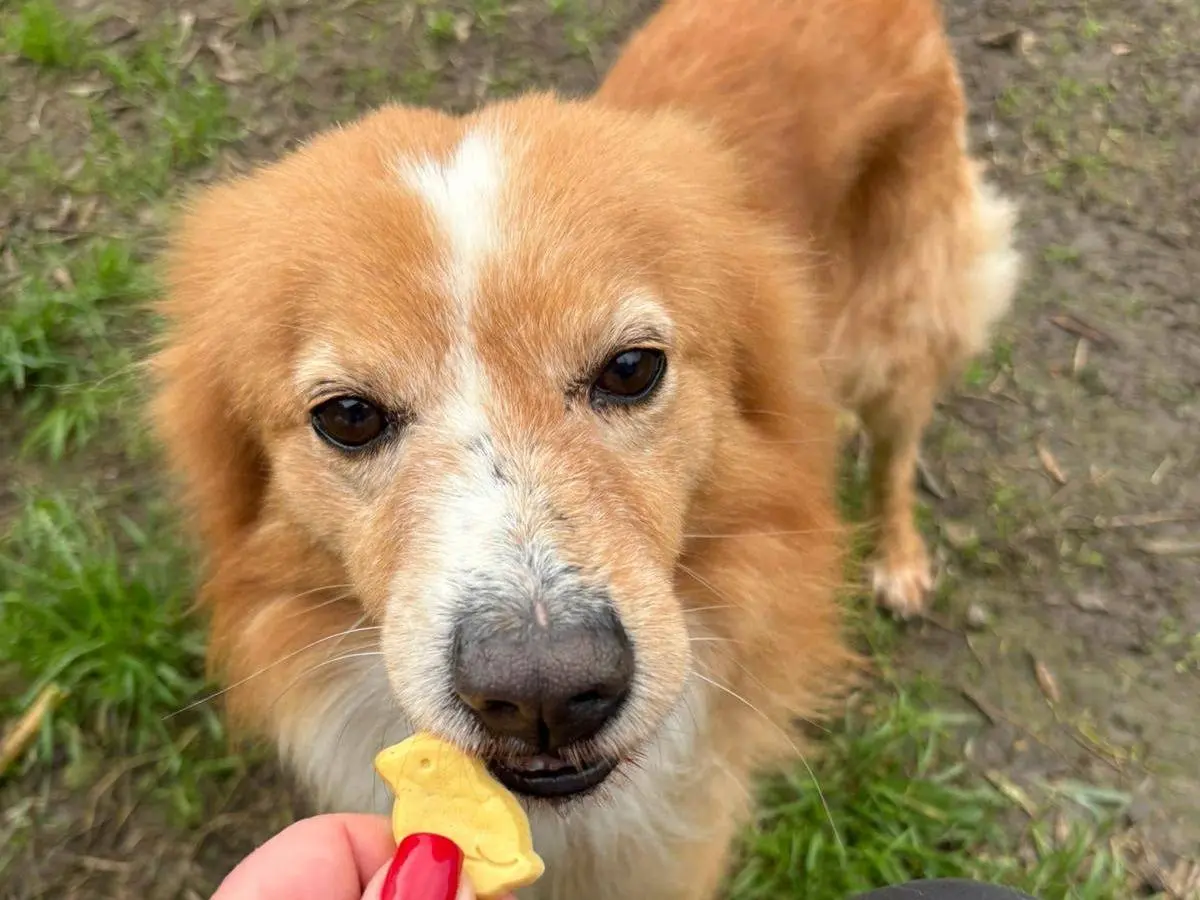 Vuoi adottare un cane a Crotone?