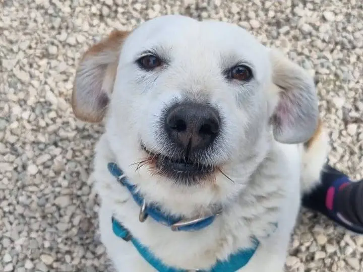 Adozione cane, maschio, Razza sconosciuta Razza sconosciuta, 6 anni e 9 mesi, taglia piccola, Chieti