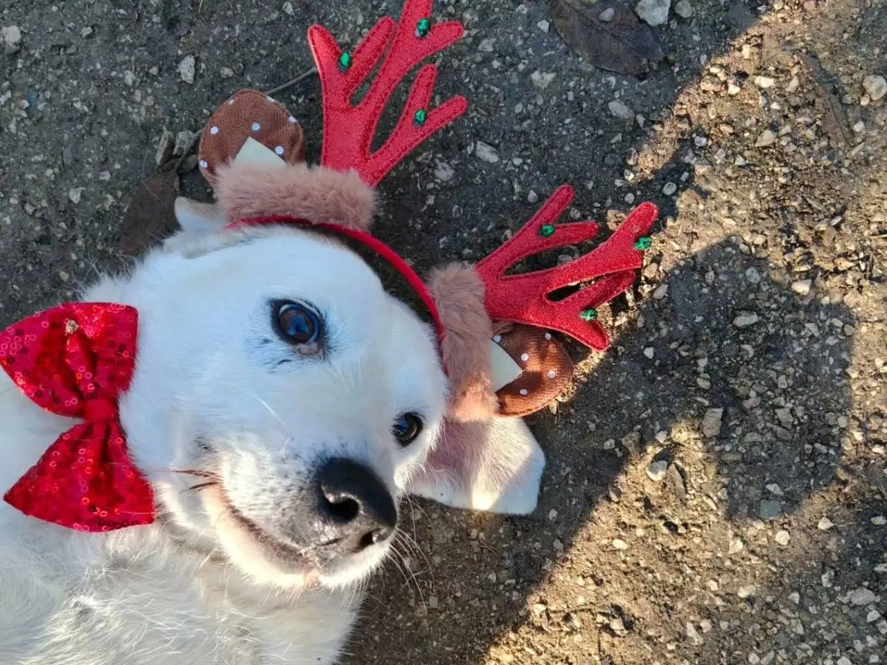Adotta un cane, taglia piccola, maschio, Chieti