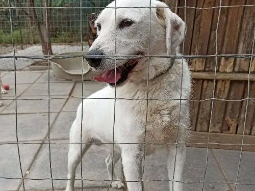 Adotta un cane, maschio, 6 anni e 9 mesi, Chieti