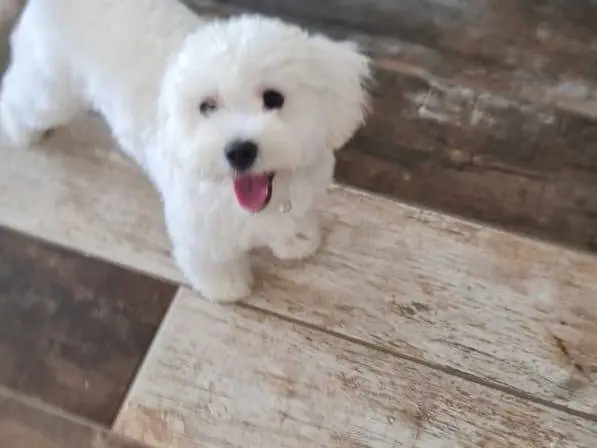Vuoi adottare un cane a Milano?