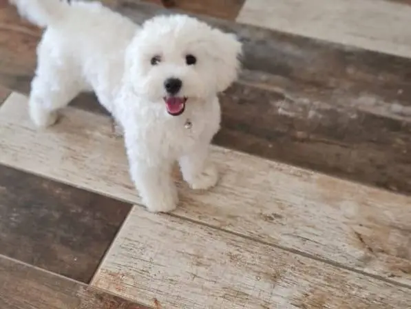 Adotta un cane, maschio, 1 anno e 4 mesi, Milano