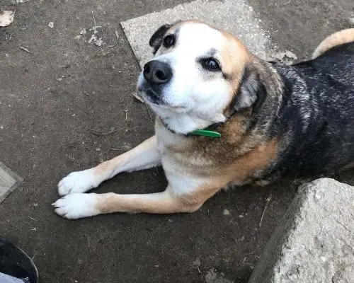 Adozione cane, femmina, meticcio, 16 anni e 9 mesi, taglia media, Milano